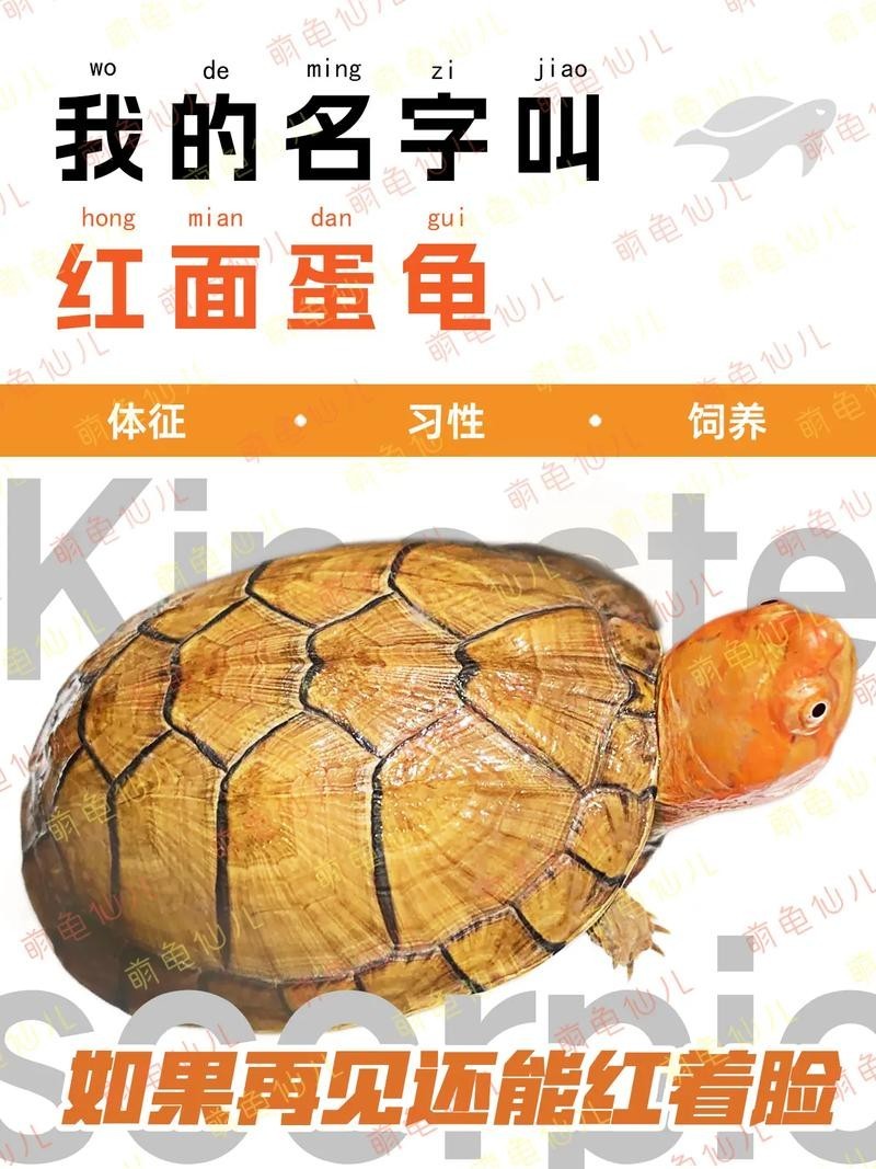 龍魚的飼料可以喂紅面蛋龜