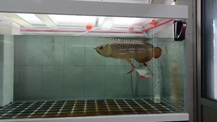 賽級炮彈頭古典過背