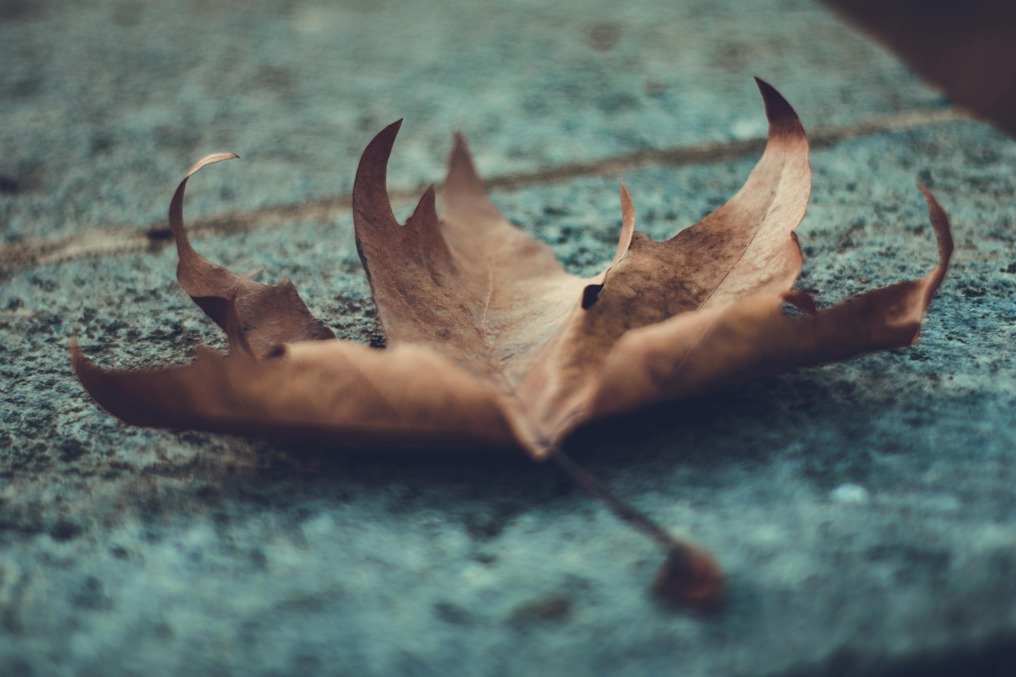 青龍魚和號半紅龍哪個檔次高一點