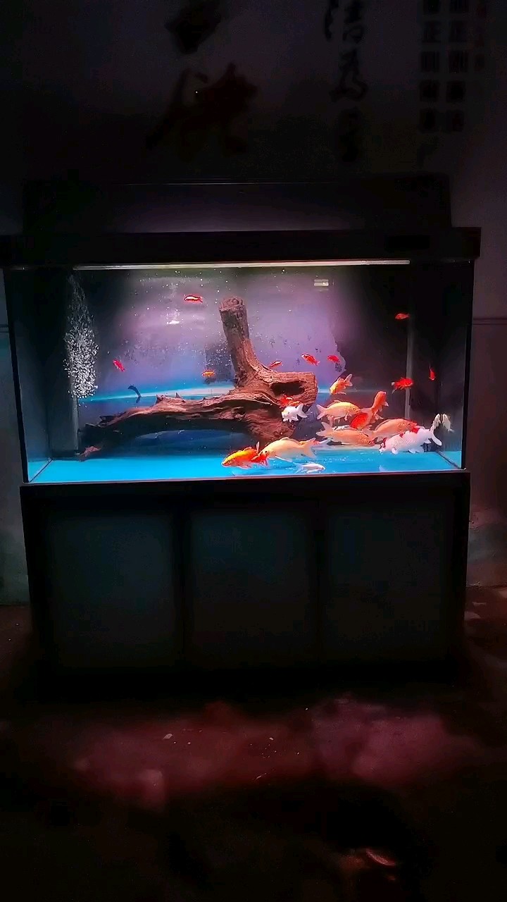 大小七個魚缸之一 冷水魚