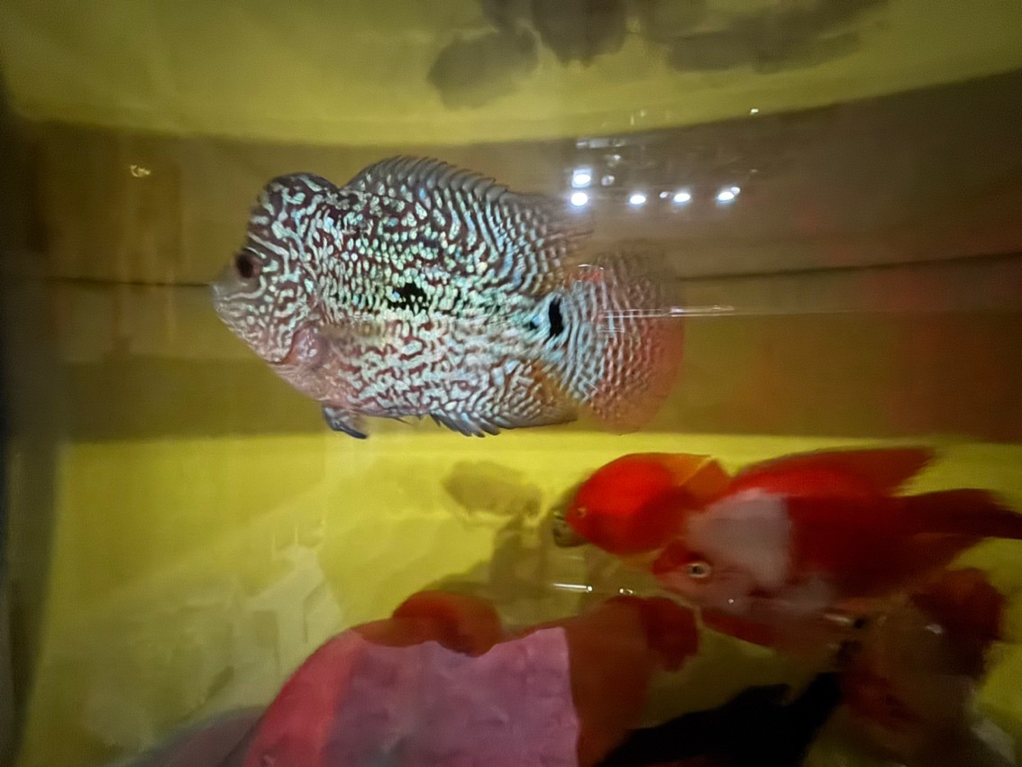 三羅開泰～賽級羅漢魚混養建檔
