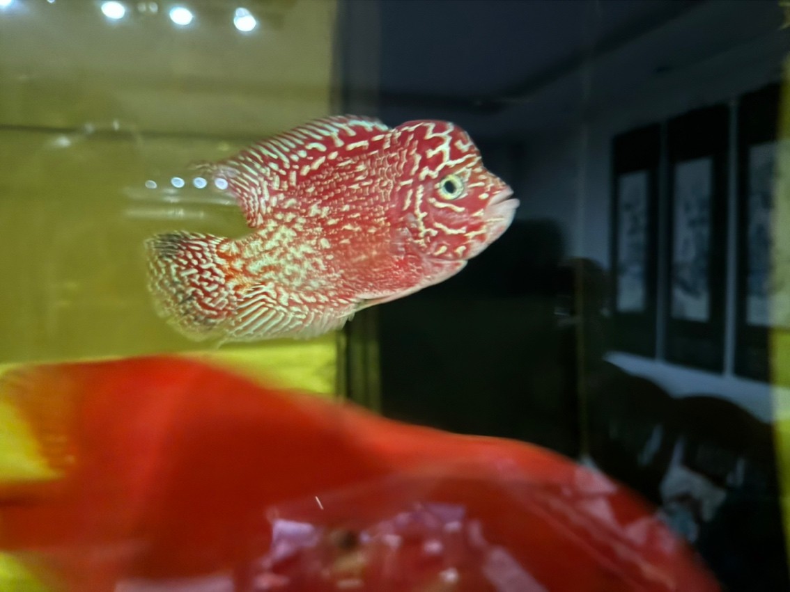 三羅開泰～賽級羅漢魚混養建檔