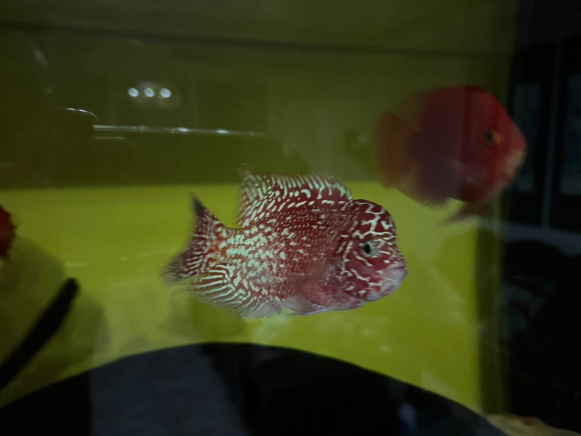 三羅開泰～賽級羅漢魚混養建檔