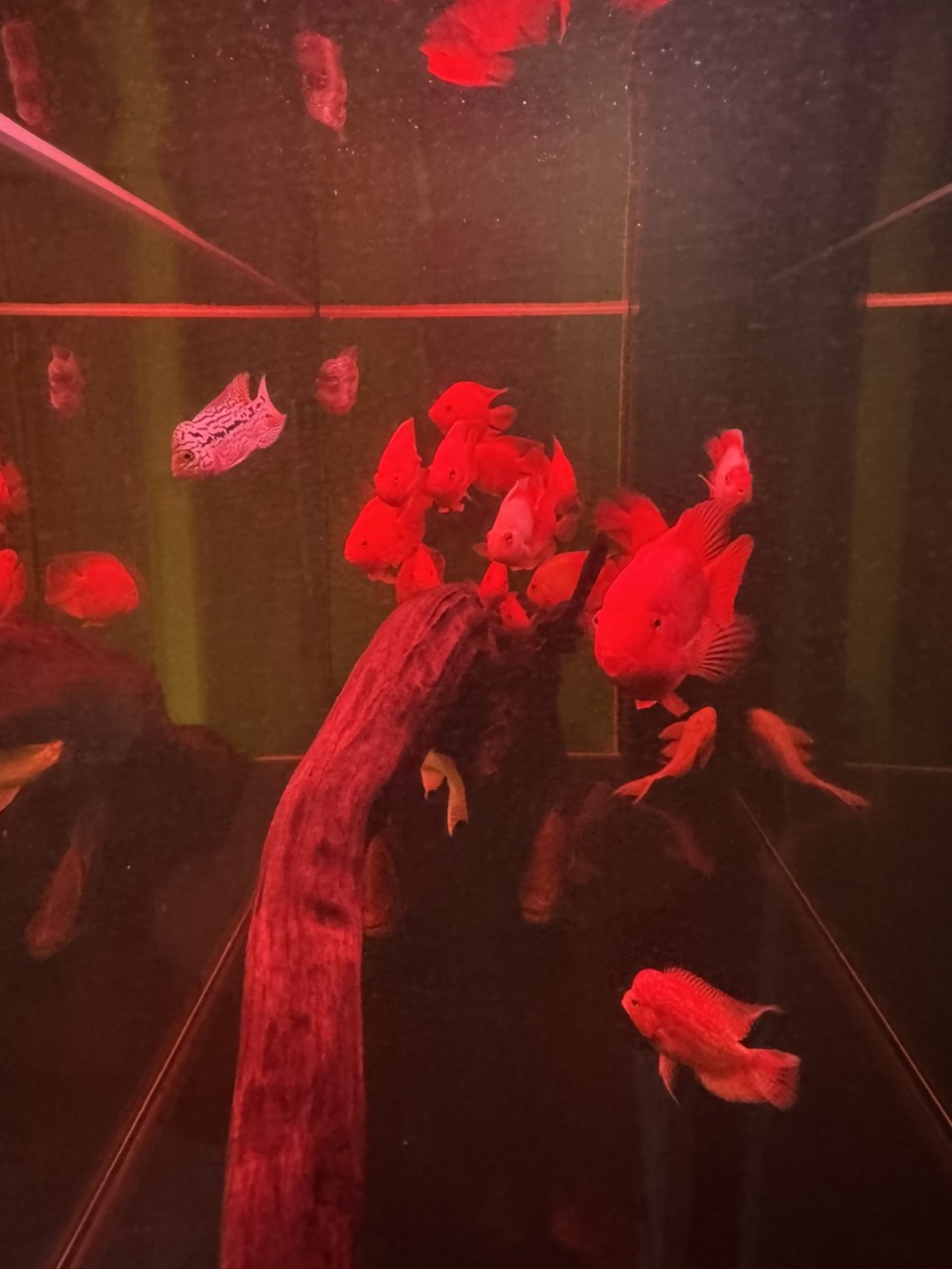 三羅開泰～賽級羅漢魚混養建檔