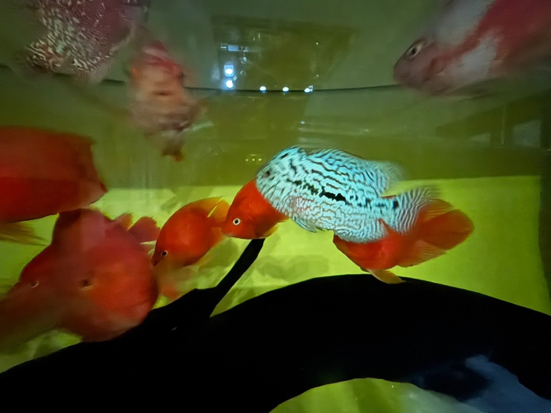 三羅開泰～賽級羅漢魚混養建檔