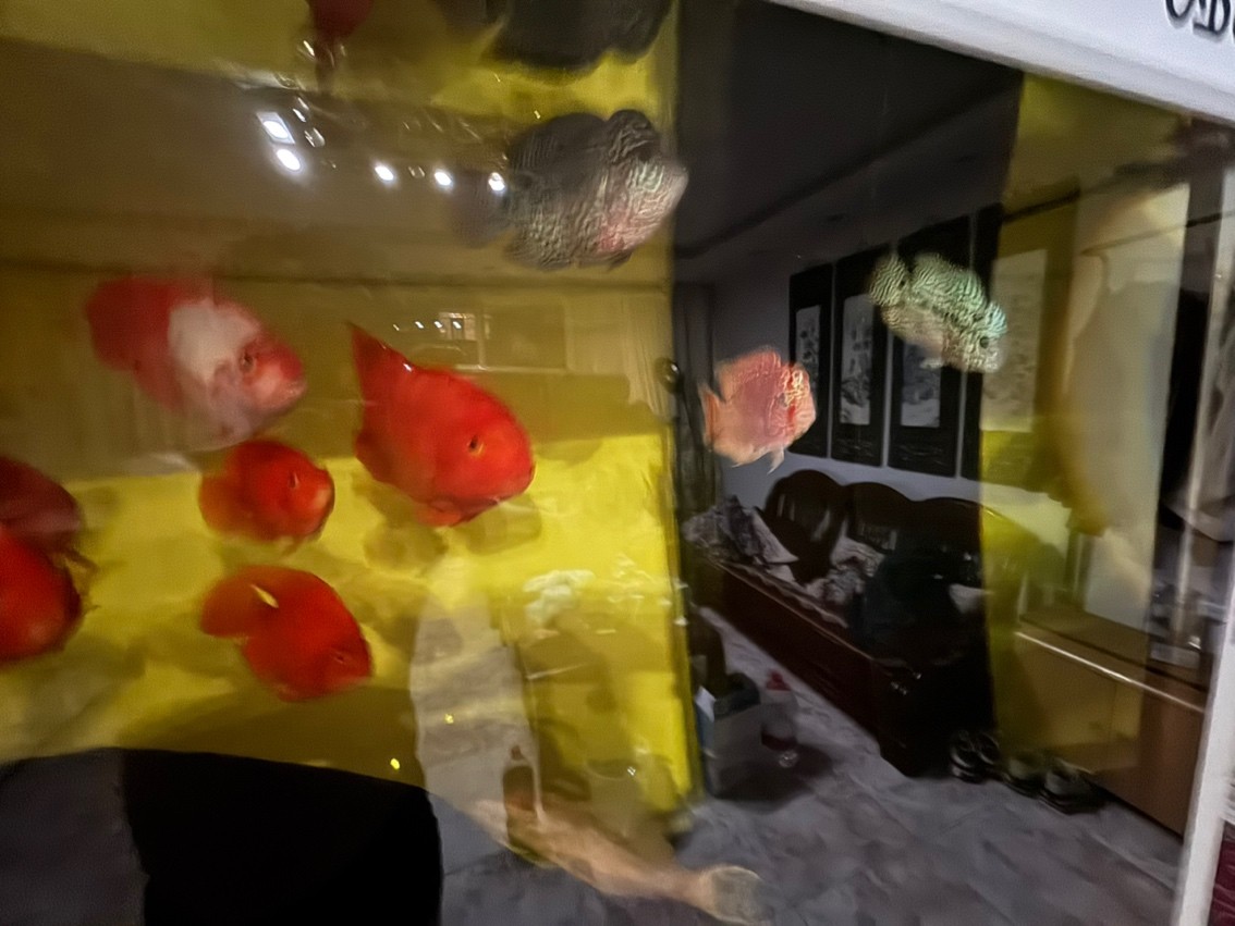 三羅開泰～賽級羅漢魚混養建檔