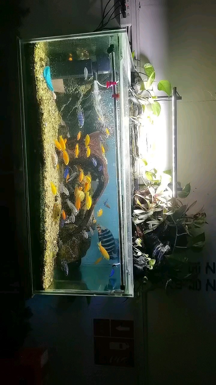 最有觀賞性的魚 三湖慈鯛