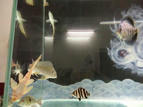 龍魚和關刀混養(yǎng)搭配圖