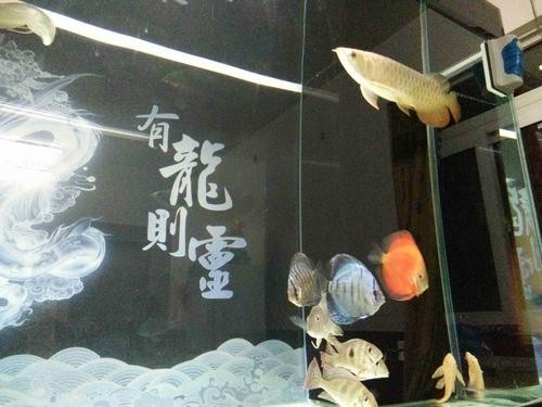 龍魚和關刀混養(yǎng)搭配圖