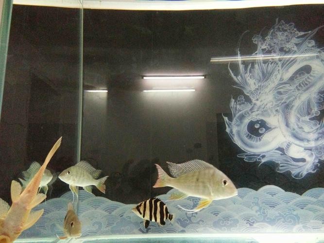 龍魚和關刀混養(yǎng)搭配圖