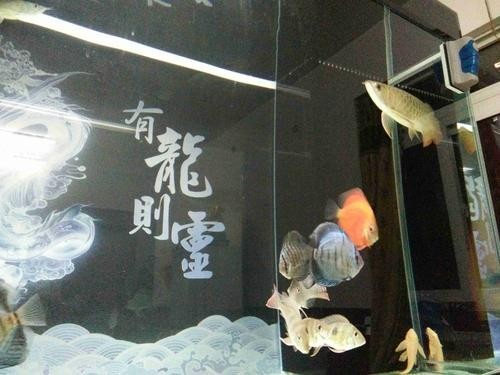 龍魚和關刀混養(yǎng)搭配圖