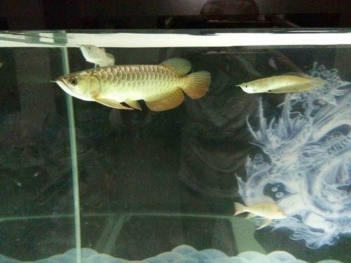 龍魚和關刀混養(yǎng)搭配圖
