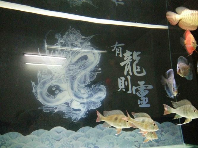 龍魚和關刀混養(yǎng)搭配圖
