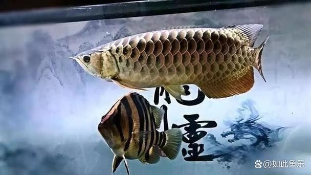 龍魚和關刀混養(yǎng)搭配圖