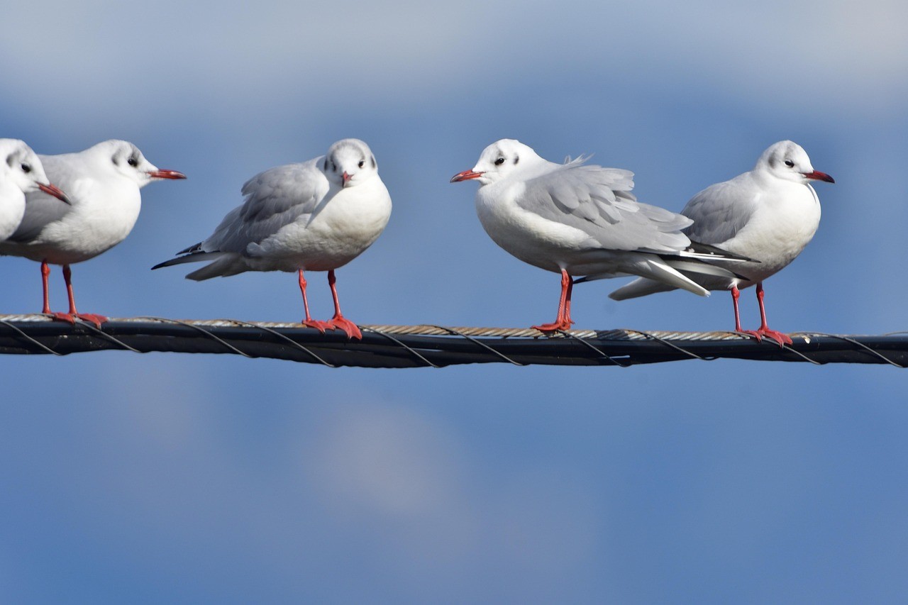 黑桃A是母鳥還是公鳥 龍魚論壇 第1張 黑桃A是母鳥還是公鳥 黑桃A是母鳥還是公鳥 龍魚論壇 第1張