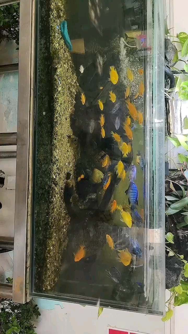 雜雕