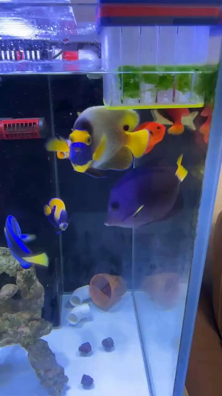 天津濱海新區出馬鞍神仙魚