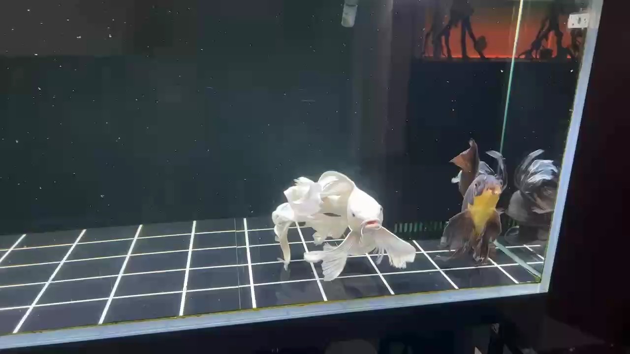 風水魚怎么擺
