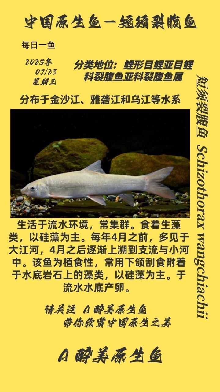 短須裂腹魚 短須裂腹魚 龍魚論壇