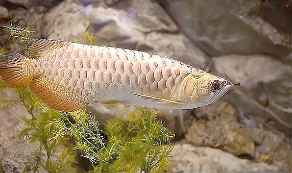 高背金龍魚需要多大的活動空間？