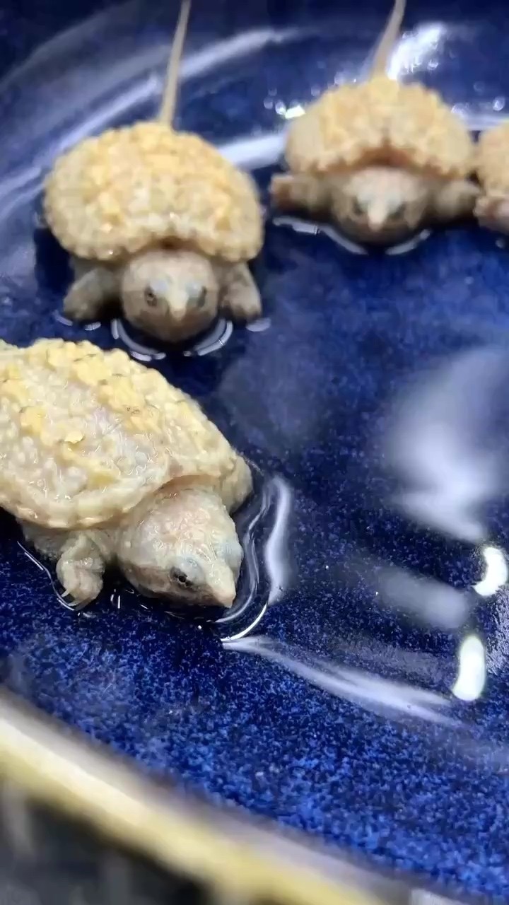 喜歡的點點贊，點點關注。