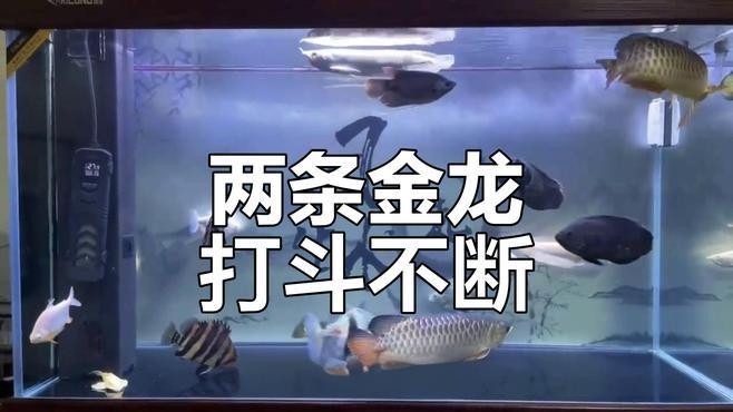 龍魚互相打架怎么處理視頻