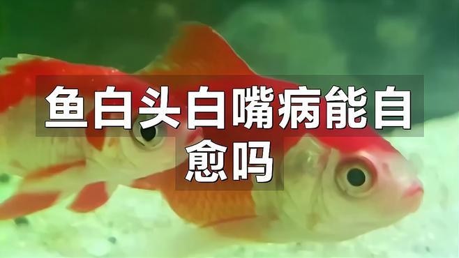 龍魚白毛病會自愈嗎？