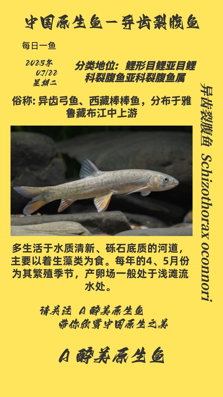 異齒裂腹魚