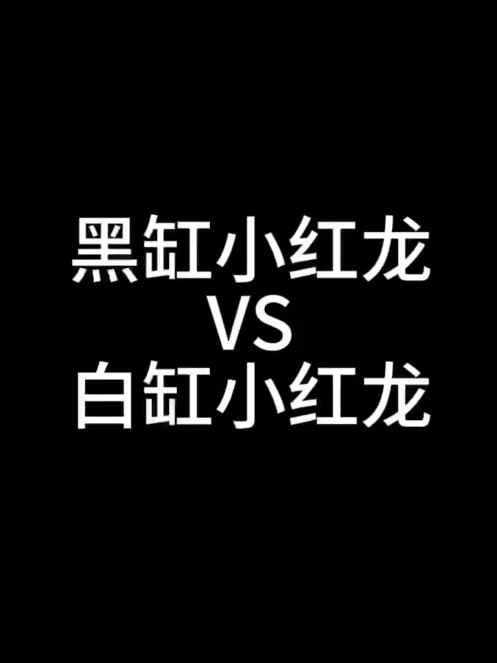 世紀難題黑缸跟白缸小紅龍