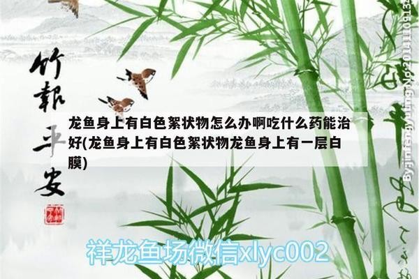新會區會城銀河水族店（新會區會城銀河水族店電話）