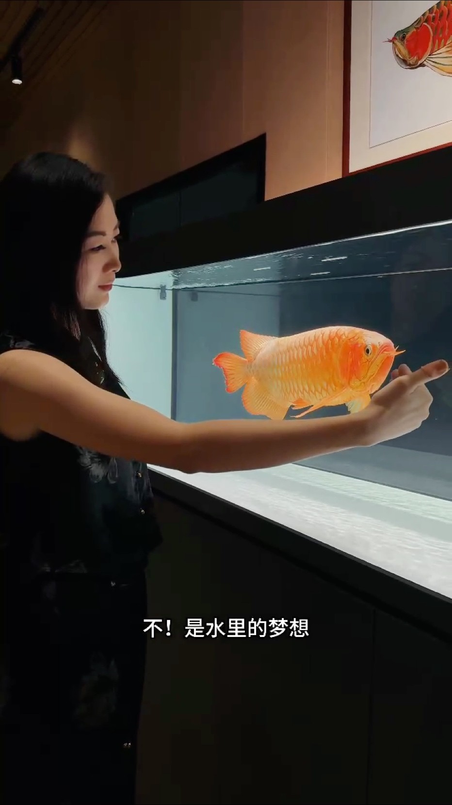 你的夢想清單里，有這一抹紅嗎？?????
你以為養的是魚？不，是水里的夢想！??
每一片發色的鱗，都是努力的勛章?
每一次互動，都是生活里那份快樂源泉
也許這就是養紅龍人那份堅持的意義！
#萬隆天王紅龍#龍魚#紅龍#觀賞魚