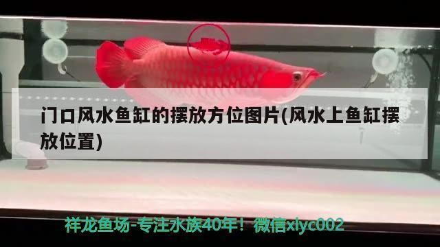 龍泉市鴻翼觀賞魚館（龍泉市鴻翼觀賞魚館地址）