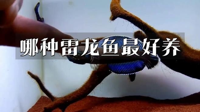 雷龍魚那個品種好繁殖