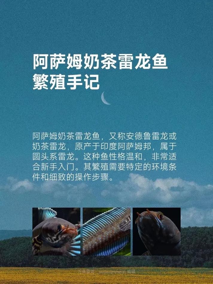 雷龍魚那個品種好繁殖