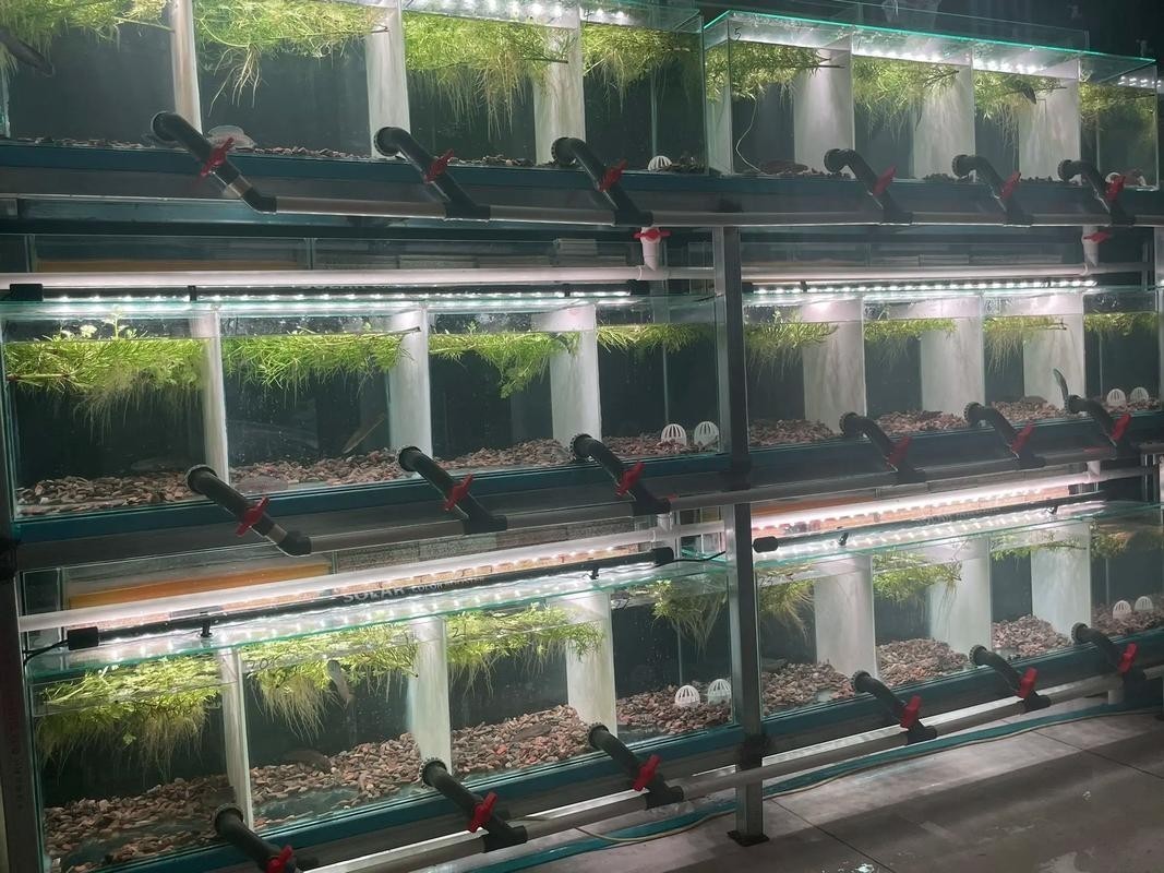 雷龍魚那個品種好繁殖