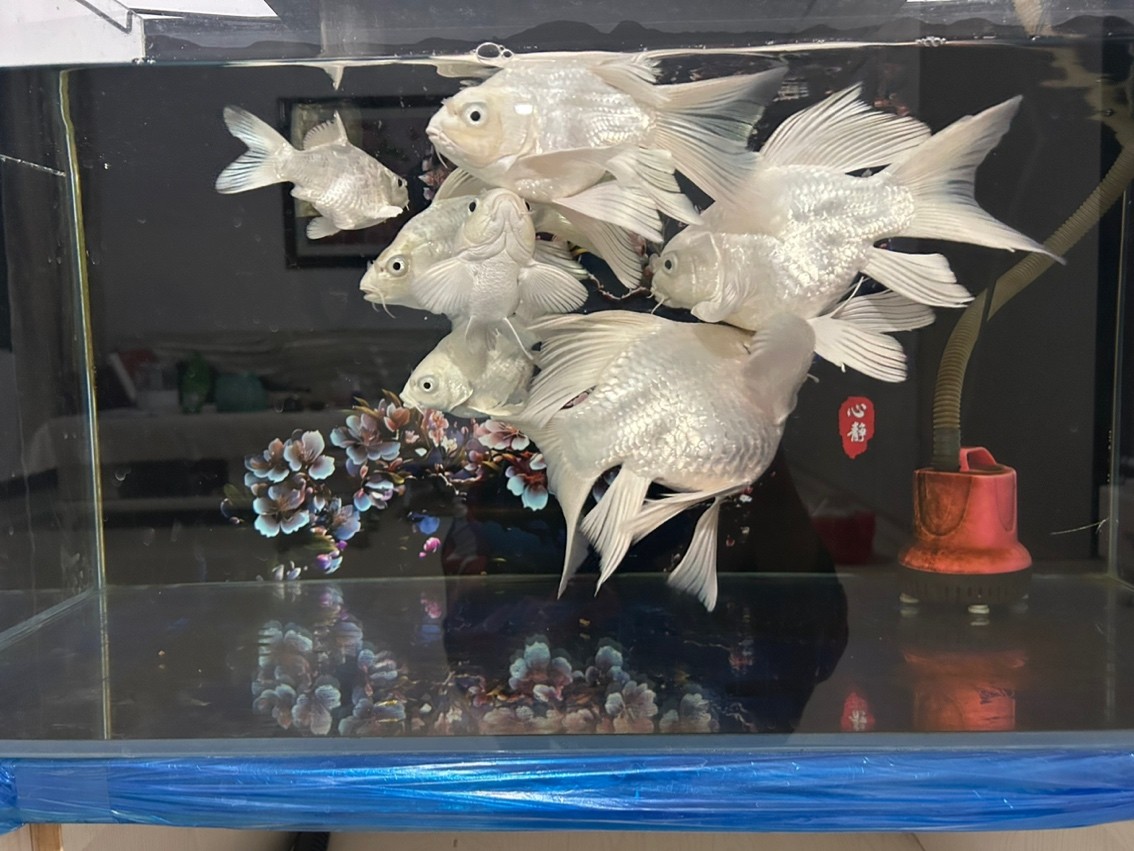 蝴蝶鯉球體