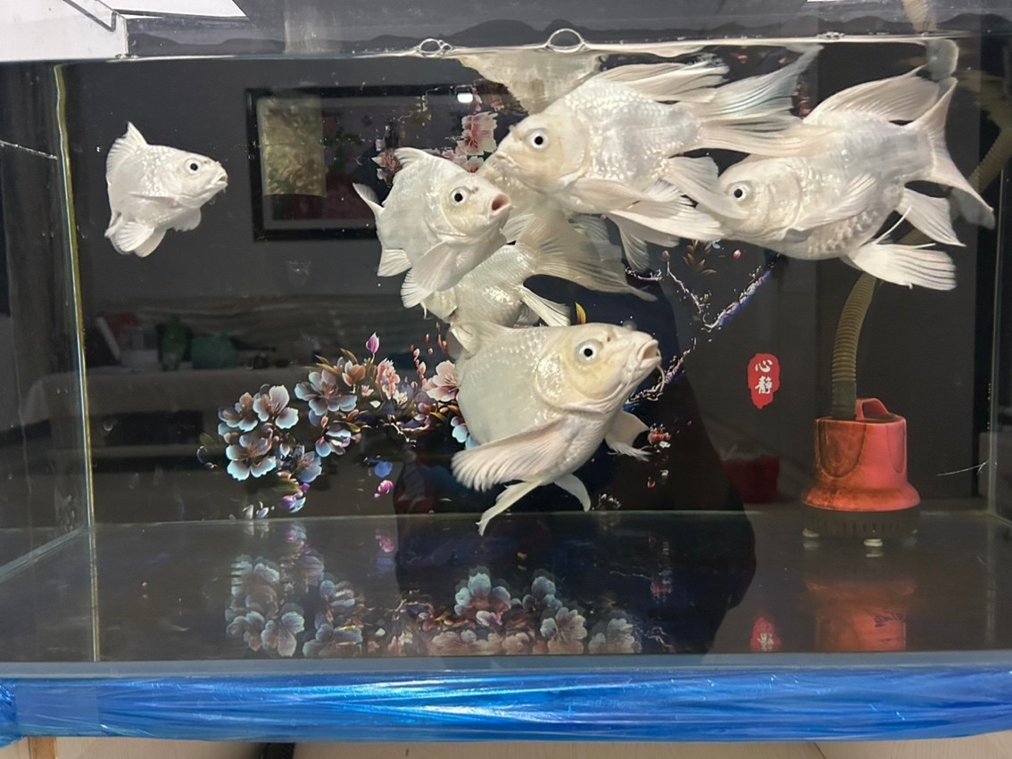 蝴蝶鯉球體