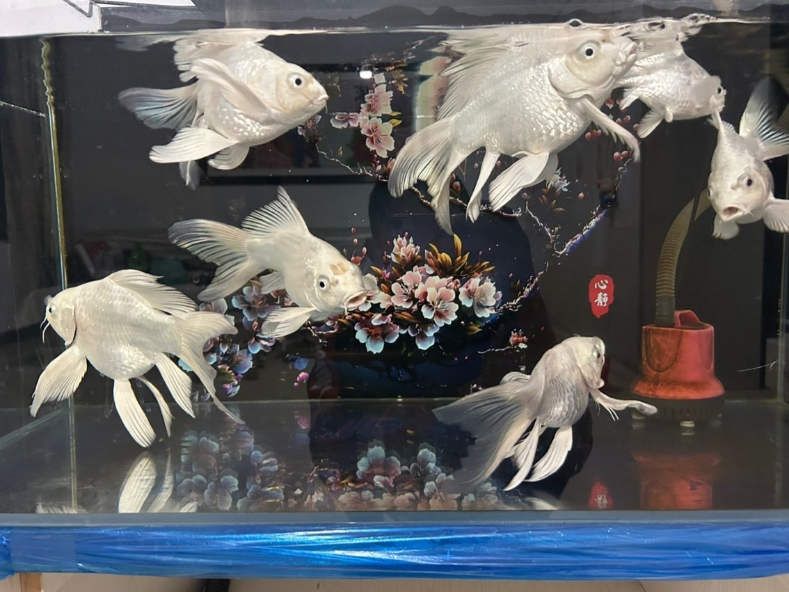 蝴蝶鯉球體