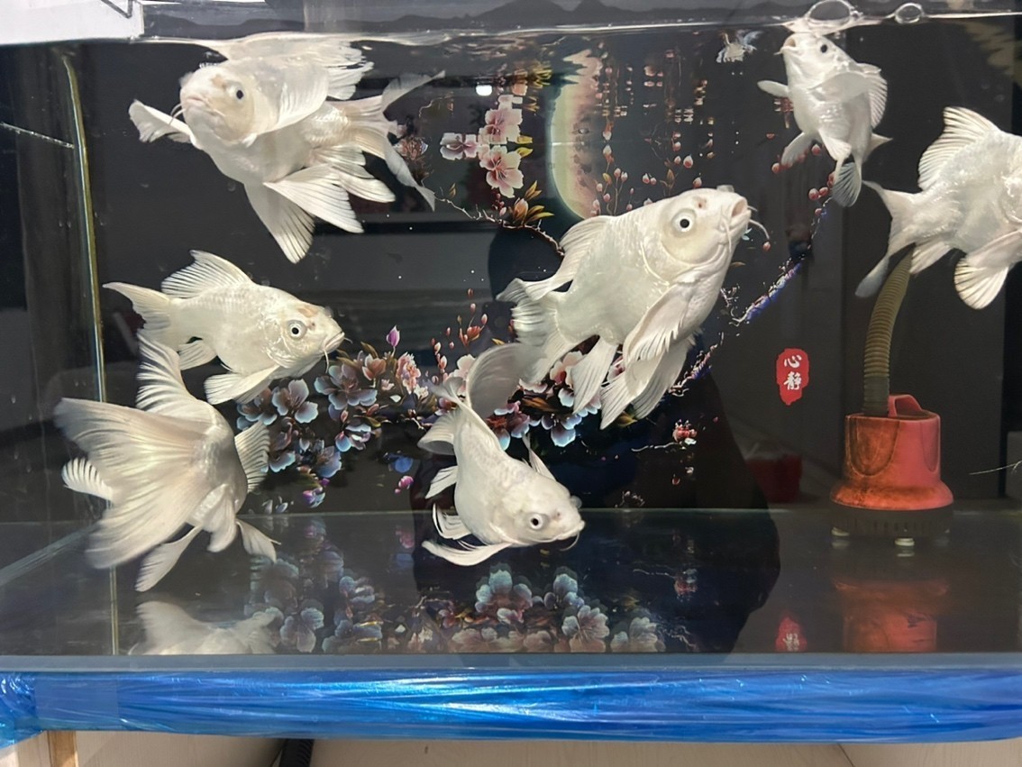 蝴蝶鯉球體