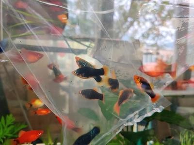 西安市雁塔區杜歆輝觀賞魚寵物貓店