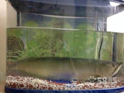 50cm銀龍魚能賣多少錢（50cm銀龍魚價(jià)格銀龍魚多少錢一條銀龍魚多少錢一條）