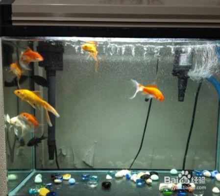 可麗愛魚缸led燈壞了：可麗愛魚缸led燈線路故障排查技巧,魚缸led燈維修注意事項