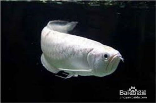 龍魚百度貼吧：龍魚之巔等高級交流區(qū)域