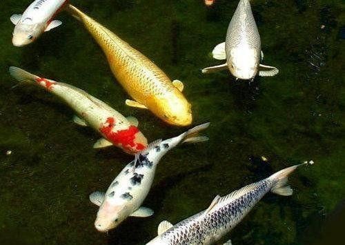 觀賞魚最長壽的魚（觀賞魚中最長壽的幾種分別是龍魚、羅漢魚、錦鯉和虎魚）
