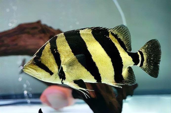 虎魚好養嗎