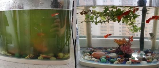 魚(yú)缸品牌和雜牌有啥區(qū)別：雜牌魚(yú)缸與品牌魚(yú)缸的區(qū)別