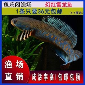 寶石龍魚有珠鱗嗎（寶石龍魚沒有珠鱗的表現(xiàn)）