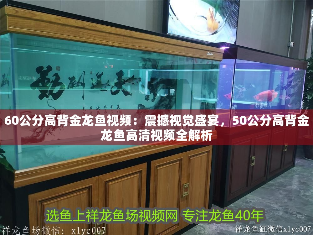 60公分高背金龍魚視頻：震撼視覺盛宴，50公分高背金龍魚高清視頻全解析