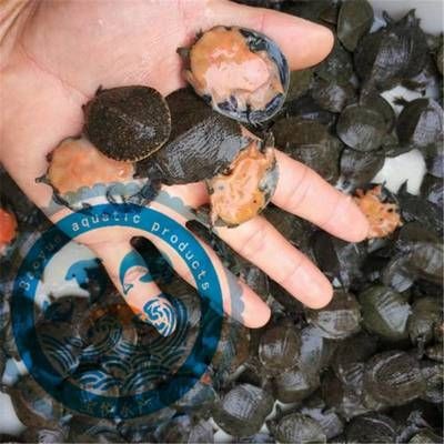 廣東最大的龍魚批發市場是哪里的：廣東最大的龍魚批發市場