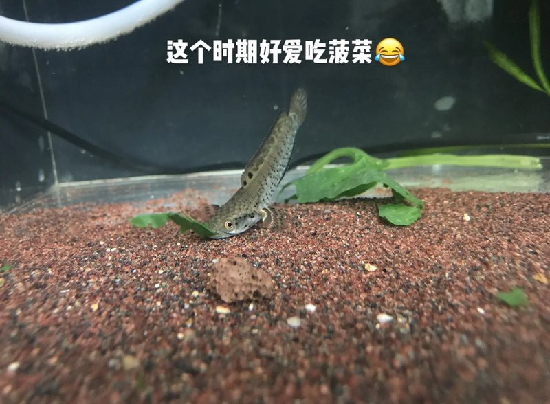 藍色的龍魚圖片高清 藍色的龍魚圖片高清 龍魚百科 第27張
